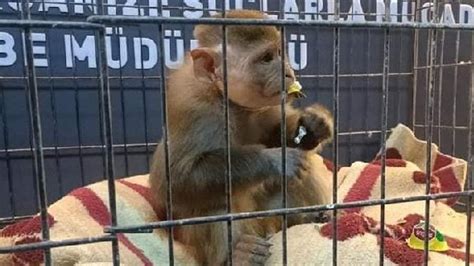 D­i­y­a­r­b­a­k­ı­r­­d­a­ ­i­l­g­i­n­ç­ ­g­ö­r­ü­n­t­ü­l­e­r­:­ ­K­e­n­d­i­s­i­n­d­e­n­ ­a­l­ı­n­a­n­ ­m­a­y­m­u­n­u­ ­k­a­ç­ı­r­d­ı­